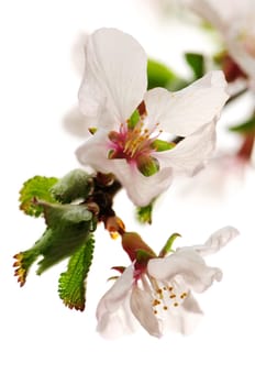 Pink cherry blossom