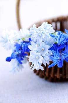 First spring flowers