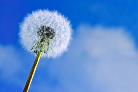 Dandelion