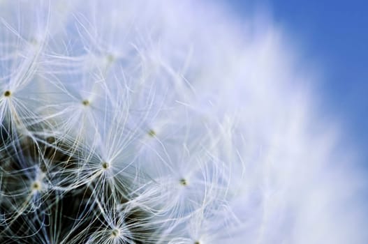 Dandelion
