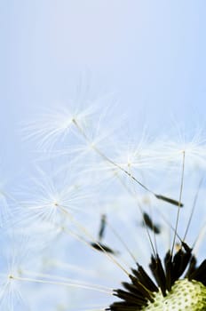 Dandelion