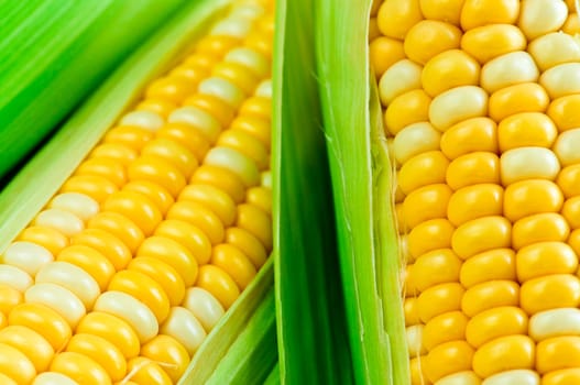 Corn close up