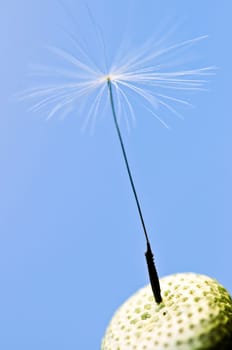 Dandelion