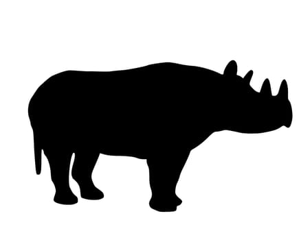 Black rhinoceros
