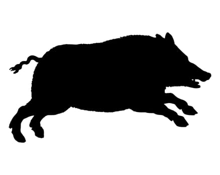 Running wild boar