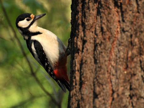 On the tree trunk