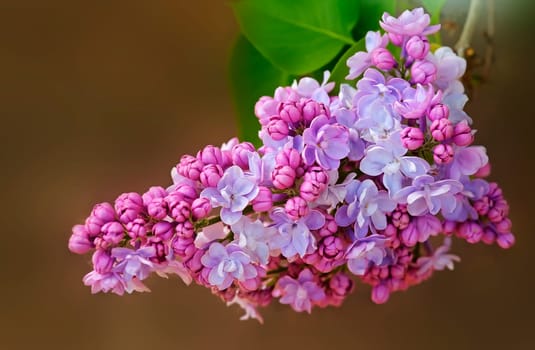 When the red lilac blooms again