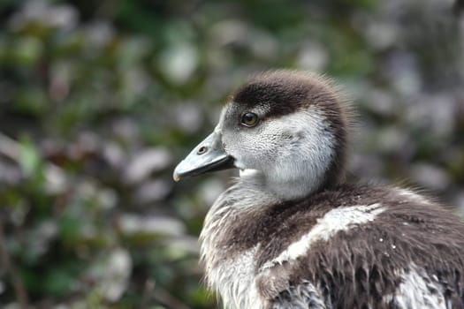 Nile GooseChick