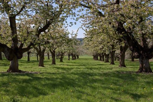 Fruit growing