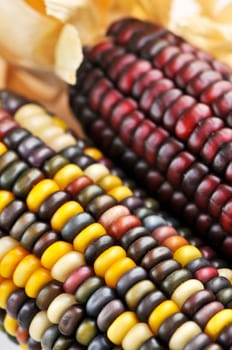 Indian corn