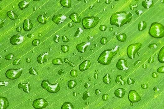 Green leaf background with raindrops