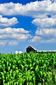 Rural landscape