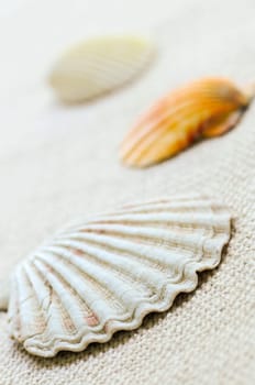 Seashells