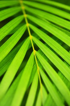 Palm tree leaves