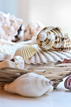 Seashells