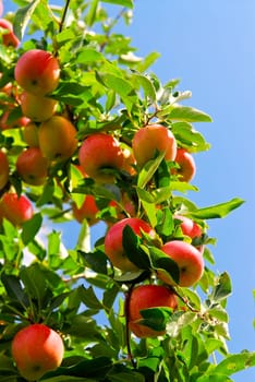 Apples on tree