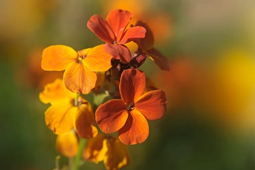 Wallflower