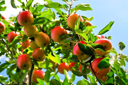 Apples on tree