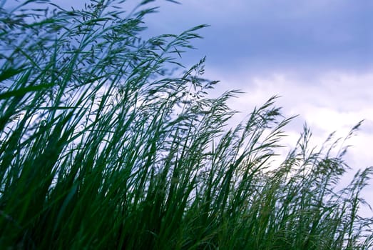 Grass with seeds