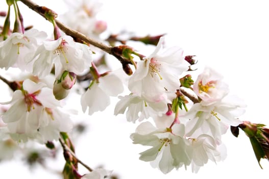 Oriental cherry blossom