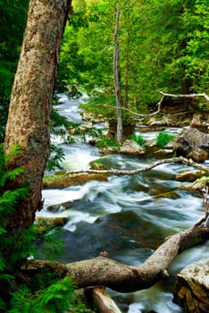 River through woods