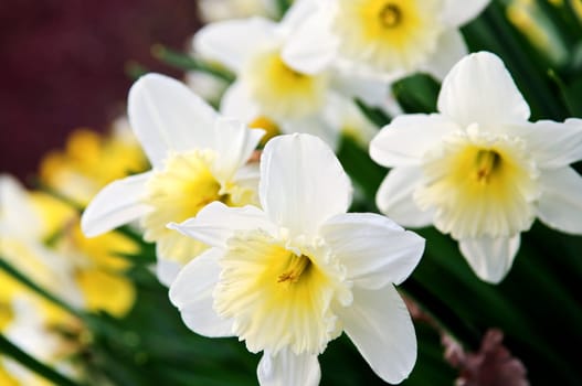 Daffodils