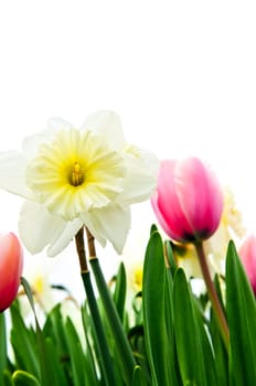Tulips and daffodils on white background