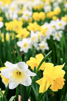 Daffodils
