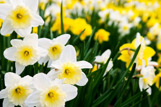 Daffodils