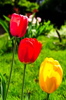 Tulips in spring garden
