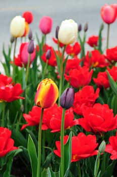 Tulips in spring garden