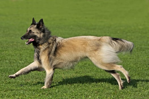 Sheepdog