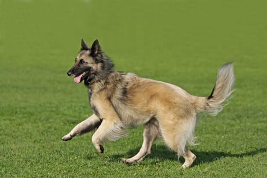 Sheepdog