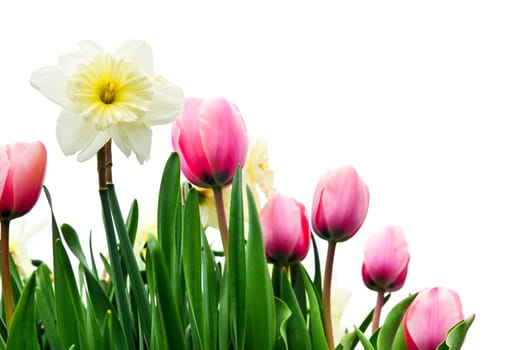 Tulips and daffodils on white background