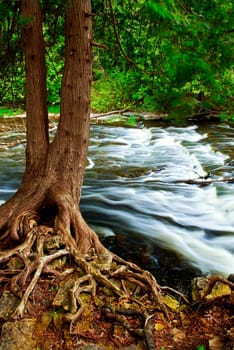 River through woods