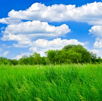 Grass and trees