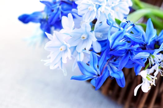 First spring flowers