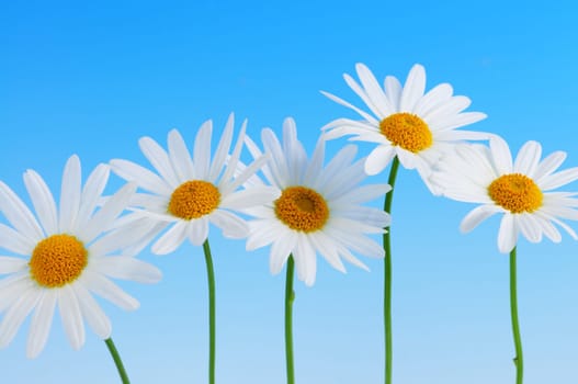 Daisy flowers on blue background