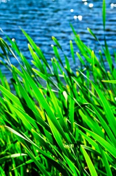 Reeds at water edge