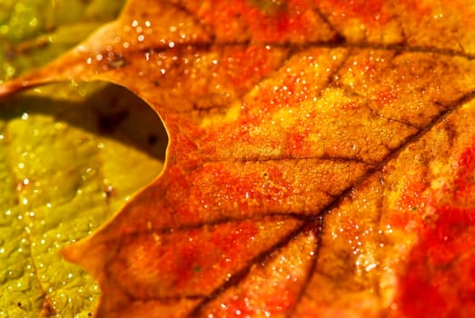 Autumn leaves macro