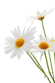 Daisies on white background