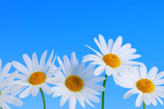 Daisy flowers on blue background