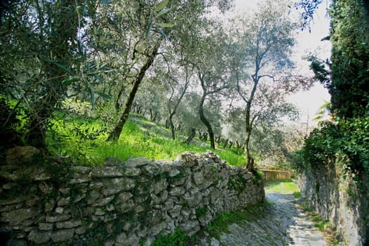 Olive grove