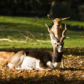 Blackbuck or Indian antilope