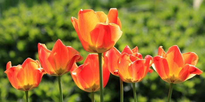 Colourful splendour - tulips
