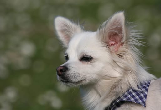 Dog Portrait
