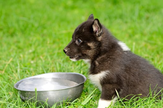 Puppy at water bowl