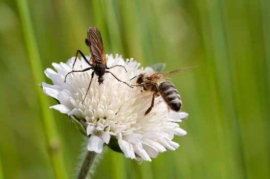 pollination