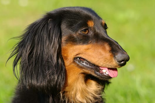 Long-haired dachshunds