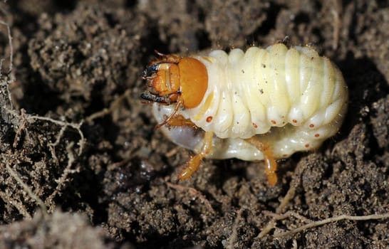 Melolontha,cockchafer,larva